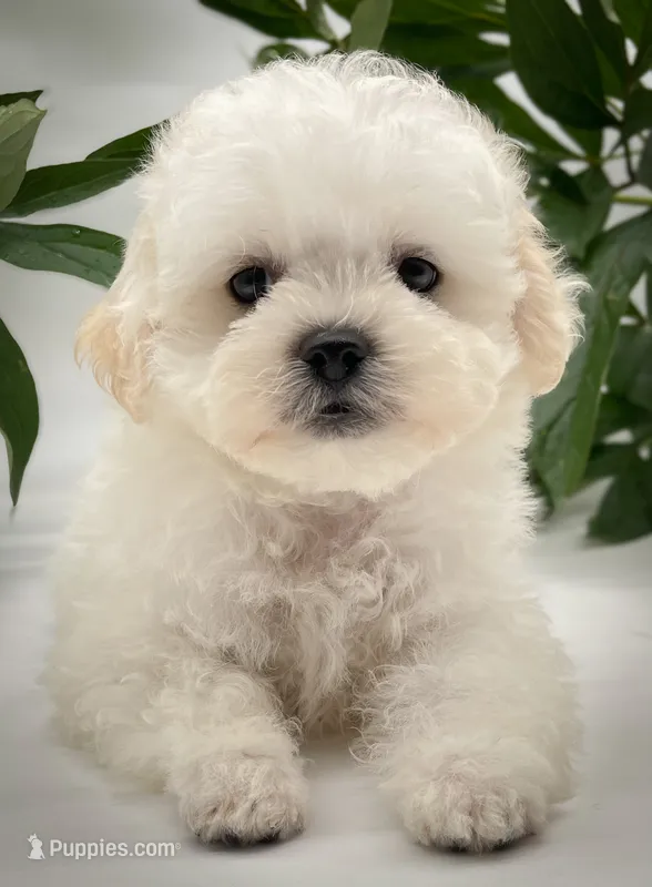Tucker – Shichon puppy for sale in Fairbank, IA