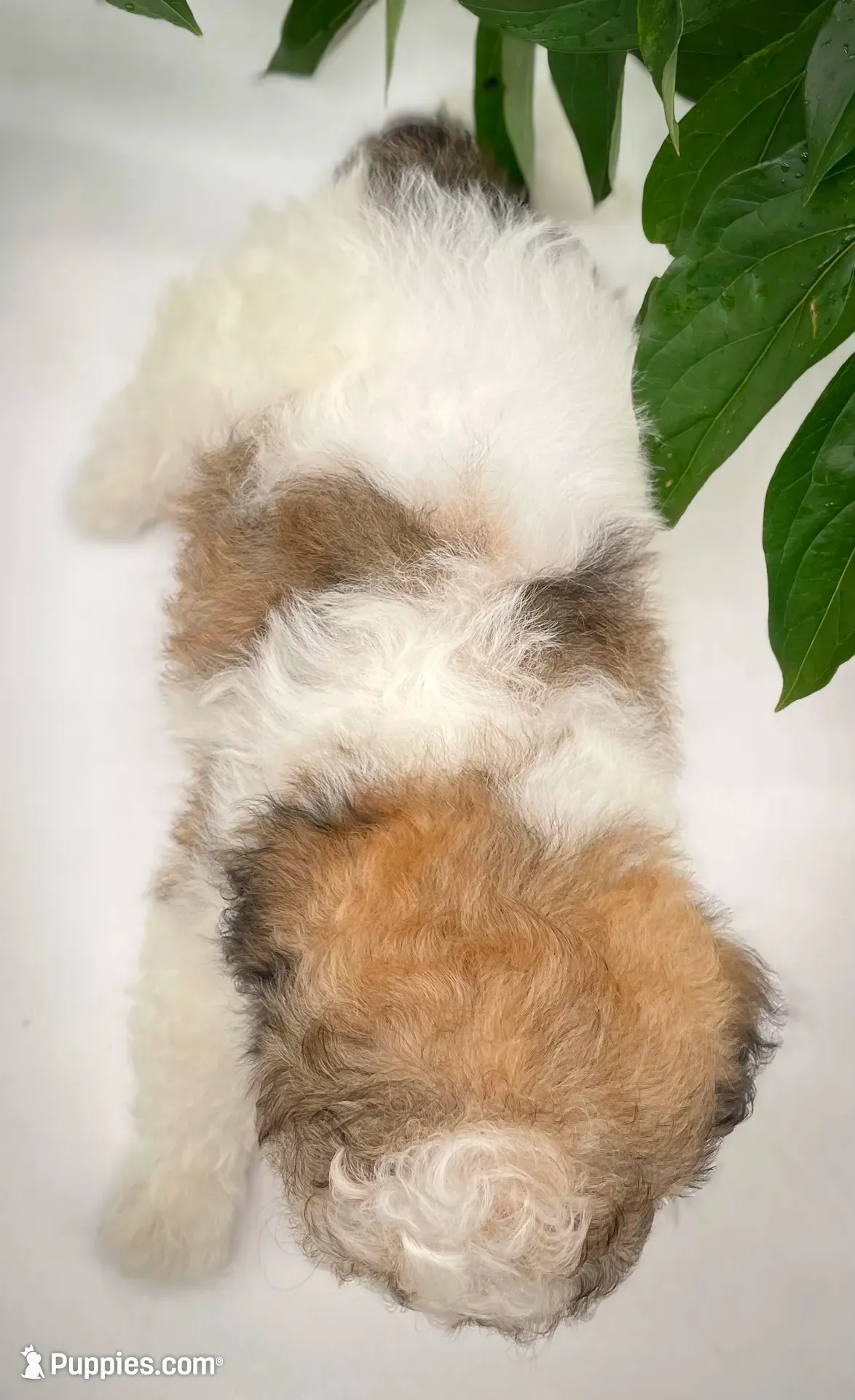 Louie, a male Shichon for sale in Fairbank, IA – 2 of 9