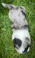 Cinnamon , a female Pembroke Welsh Corgi and Shih Tzu for sale in Fairbank, IA – 2 of 5