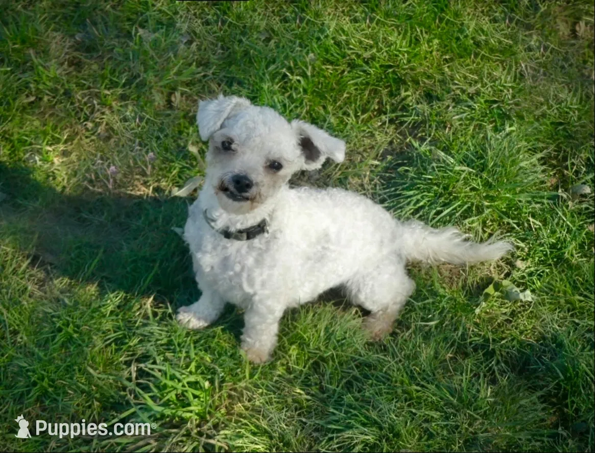 Coco, a female Shichon for sale in Fairbank, IA – 3 of 4
