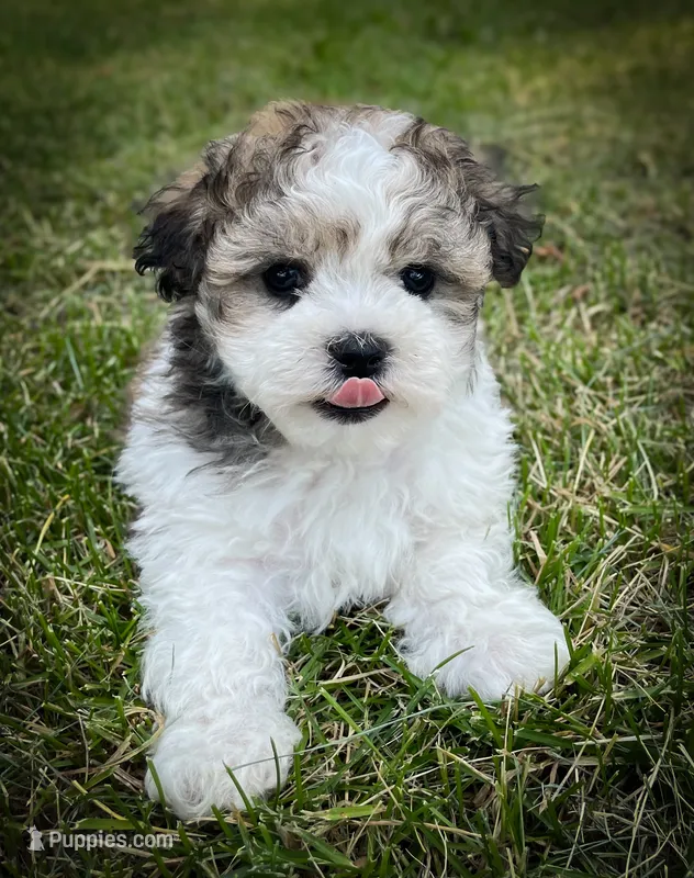 Louie – Shichon puppy for sale in Fairbank, IA