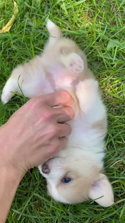 Chester, a male Pembroke Welsh Corgi and Shih Tzu for sale in Fairbank, IA – 5 of 5