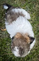 Pebbles , a female Shichon for sale in Fairbank, IA – 4 of 9