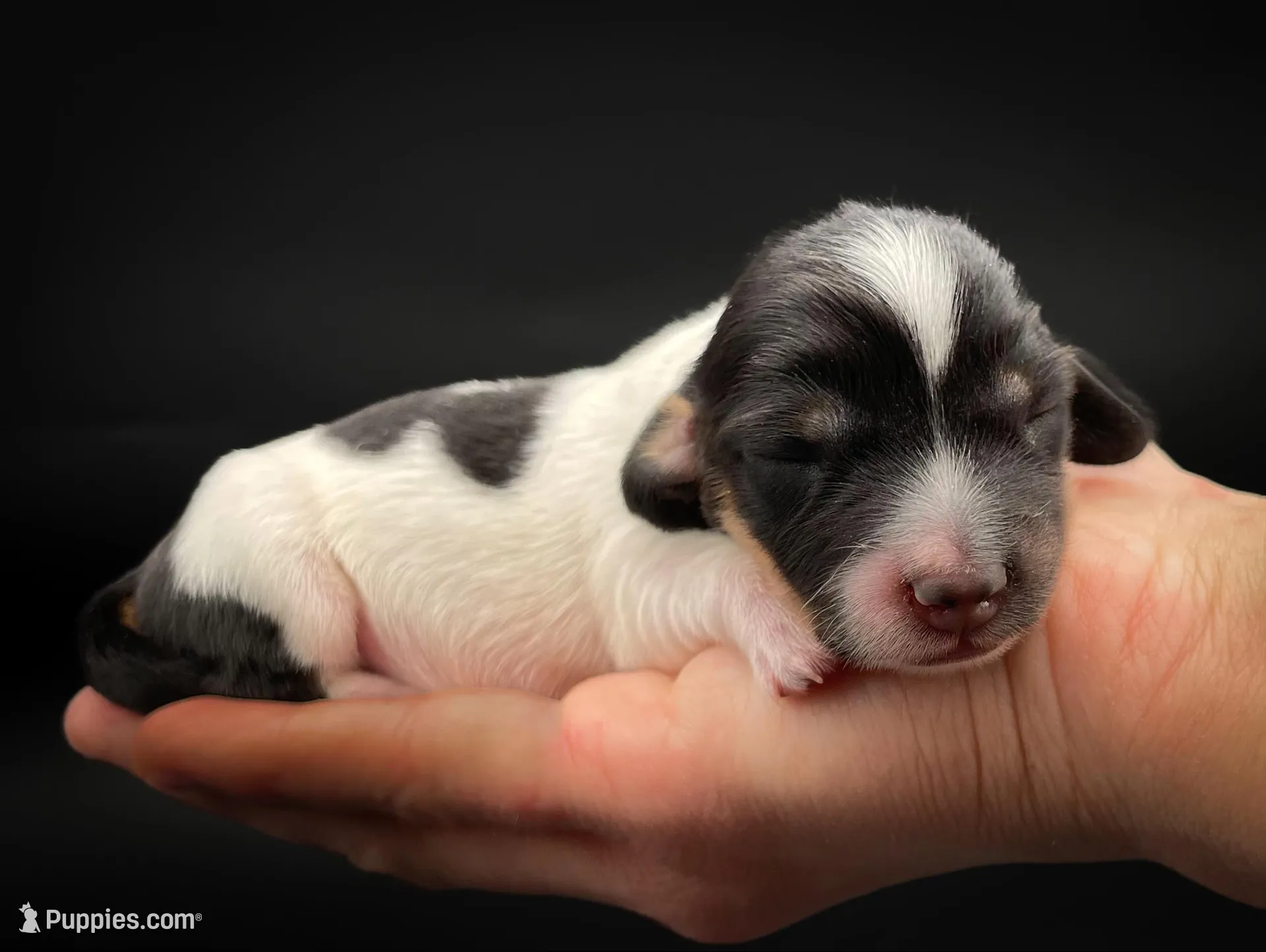 Greta, a female Miniature Dachshund for sale in Fairbank, IA – Photo 1 of 4