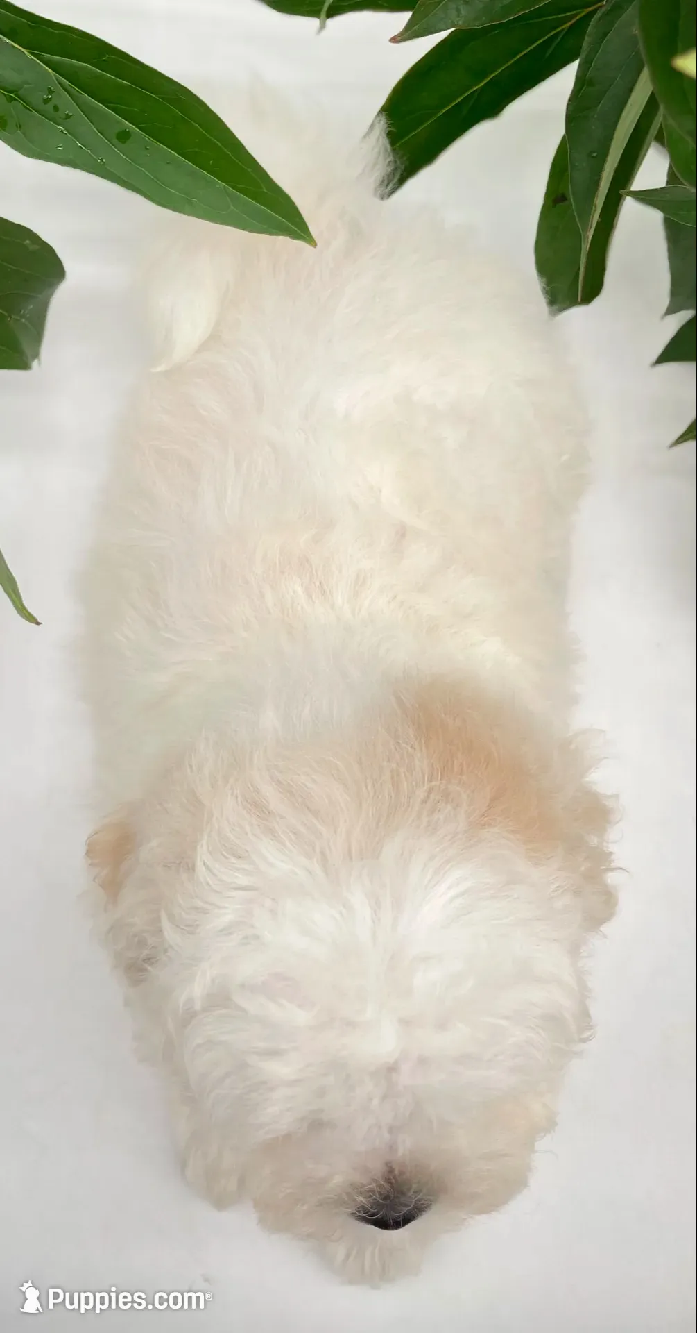 Tucker, a male Shichon for sale in Fairbank, IA – 2 of 9