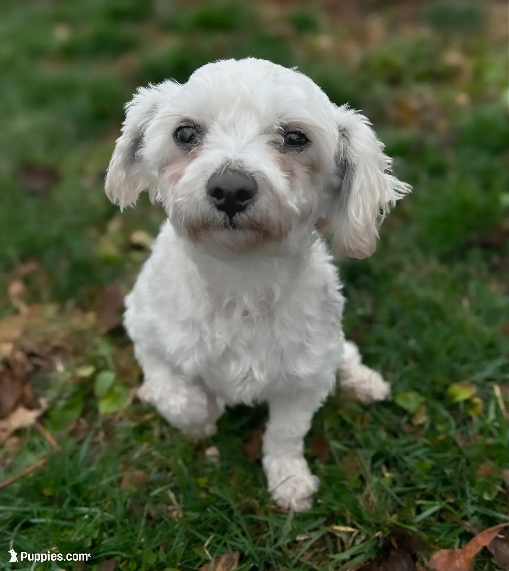 Louie, a male Shichon for sale in Fairbank, IA – 3 of 4