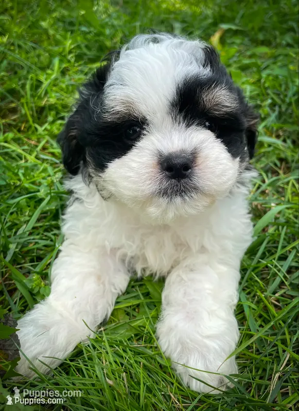 Sunny  – Shichon puppy for sale in Fairbank, IA