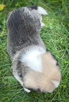 Copper , a male Pembroke Welsh Corgi and Shih Tzu for sale in Fairbank, IA – 2 of 5