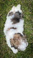 Coco, a female Shichon for sale in Fairbank, IA – 4 of 9