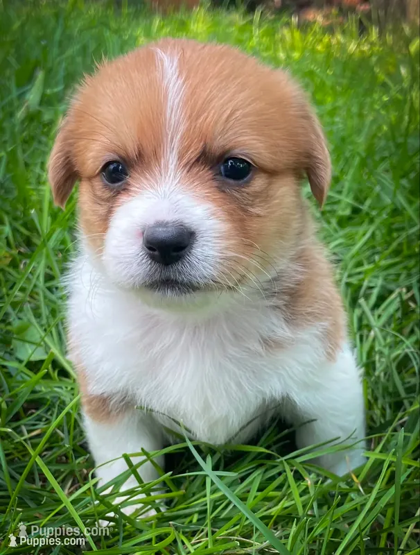 Cricket  – Pembroke Welsh Corgi, Shih Tzu puppy for sale in Fairbank, IA