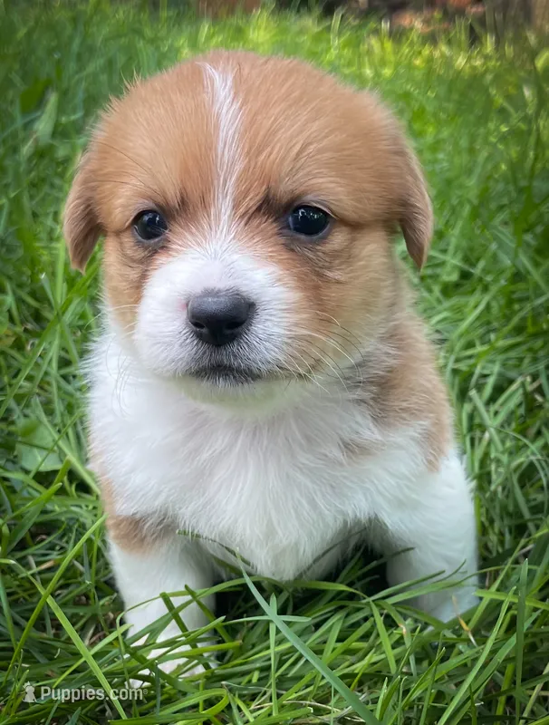 Cricket  – Pembroke Welsh Corgi, Shih Tzu puppy for sale in Fairbank, IA
