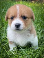 Cricket , a female Pembroke Welsh Corgi and Shih Tzu for sale in Fairbank, IA – 1 of 5