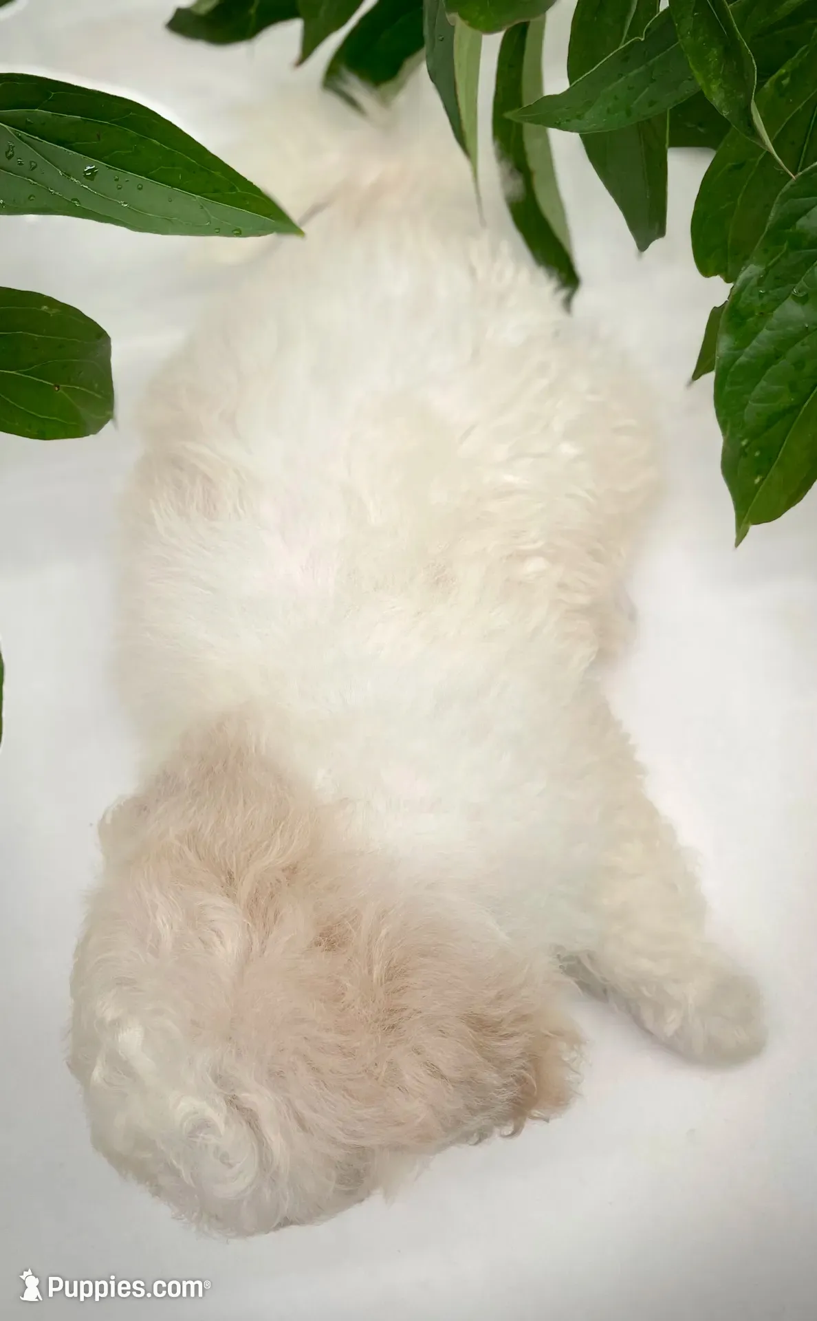 Lola, a female Shichon for sale in Fairbank, IA – 2 of 9