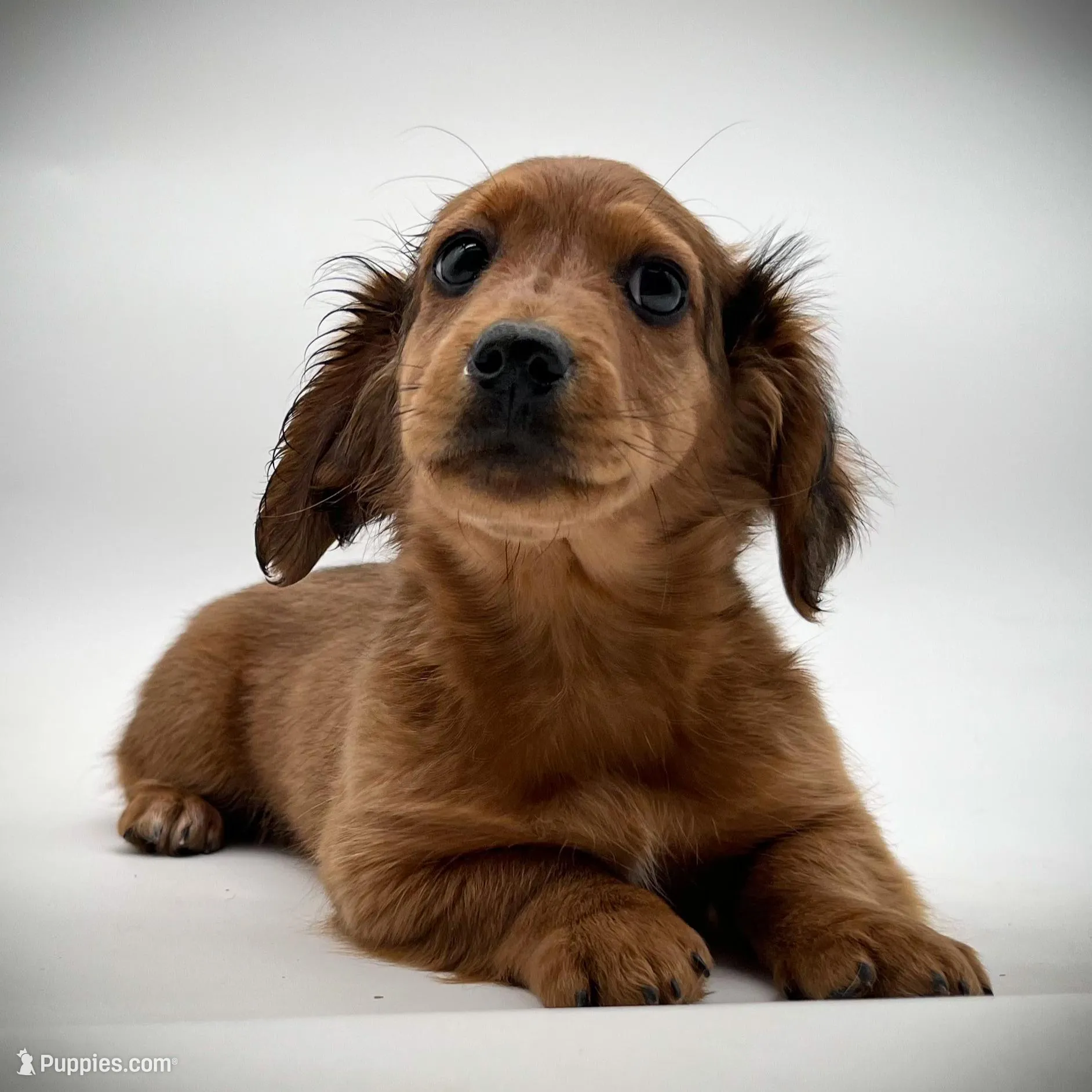 Ranger, a male Miniature Dachshund for sale in Fairbank, IA – Photo 1 of 4