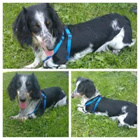 Ranger, a male Miniature Dachshund for sale in Fairbank, IA – Photo 3 of 4