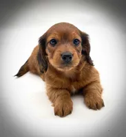 Ranger, a male Miniature Dachshund for sale in Fairbank, IA – Photo 2 of 4
