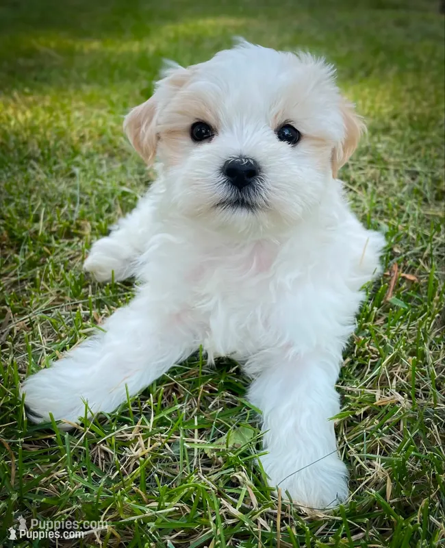 Murphy – Shichon puppy for sale in Fairbank, IA