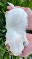 Murphy, a male Shichon for sale in Fairbank, IA – 2 of 4