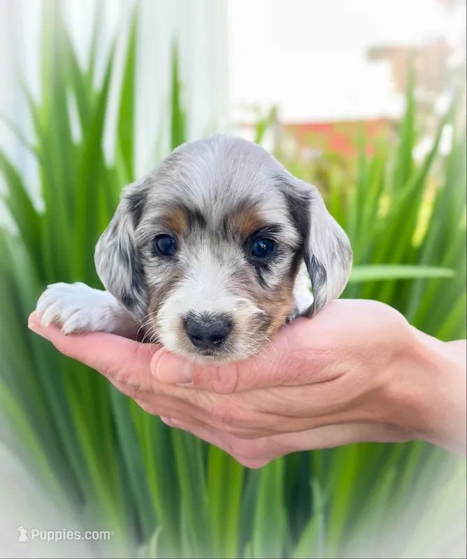 Sasha – Miniature Dachshund puppy for sale in Fairbank, IA