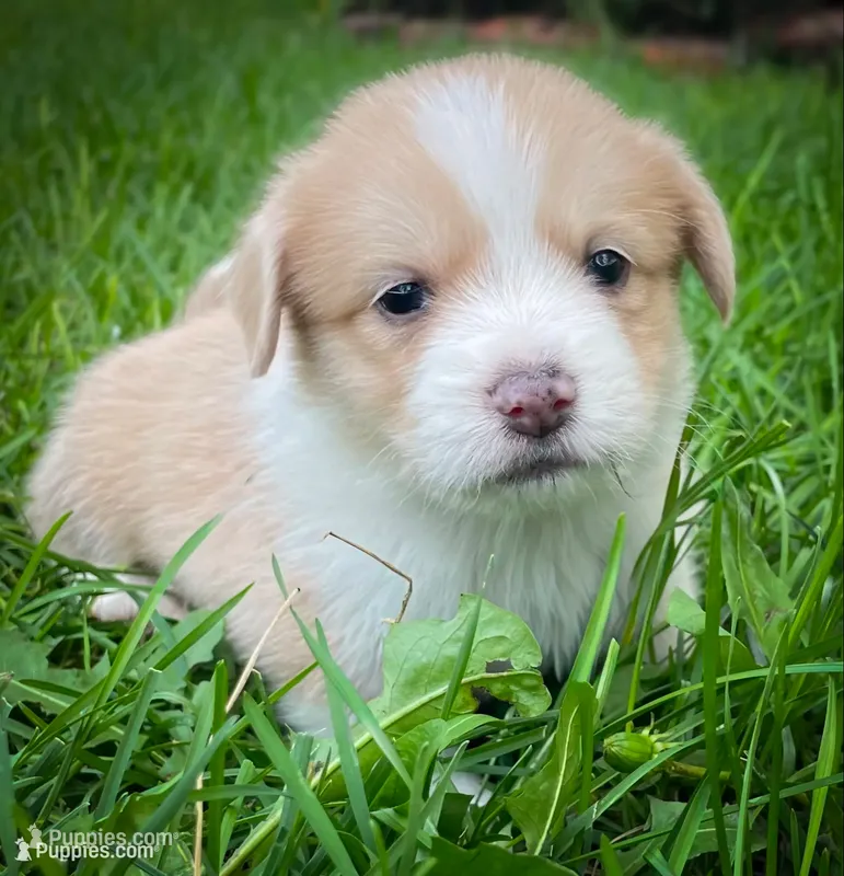 Chester – Pembroke Welsh Corgi, Shih Tzu puppy for sale in Fairbank, IA