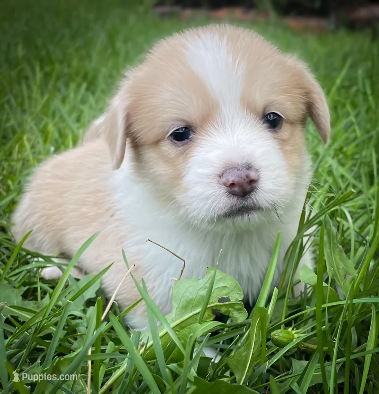 Chester – Pembroke Welsh Corgi, Shih Tzu puppy for sale in Fairbank, IA