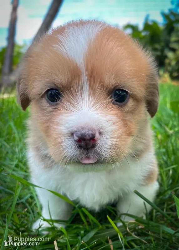 Charlie  – Pembroke Welsh Corgi, Shih Tzu puppy for sale in Fairbank, IA