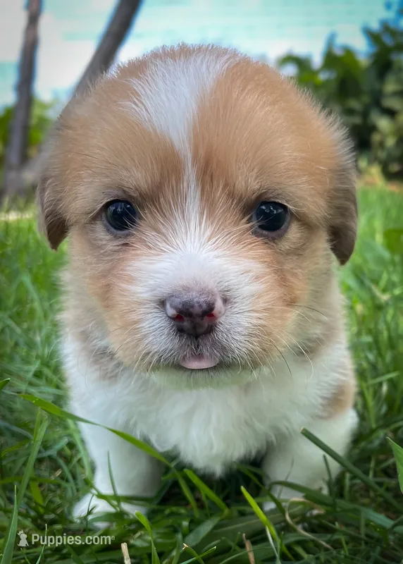 Charlie  – Pembroke Welsh Corgi, Shih Tzu puppy for sale in Fairbank, IA