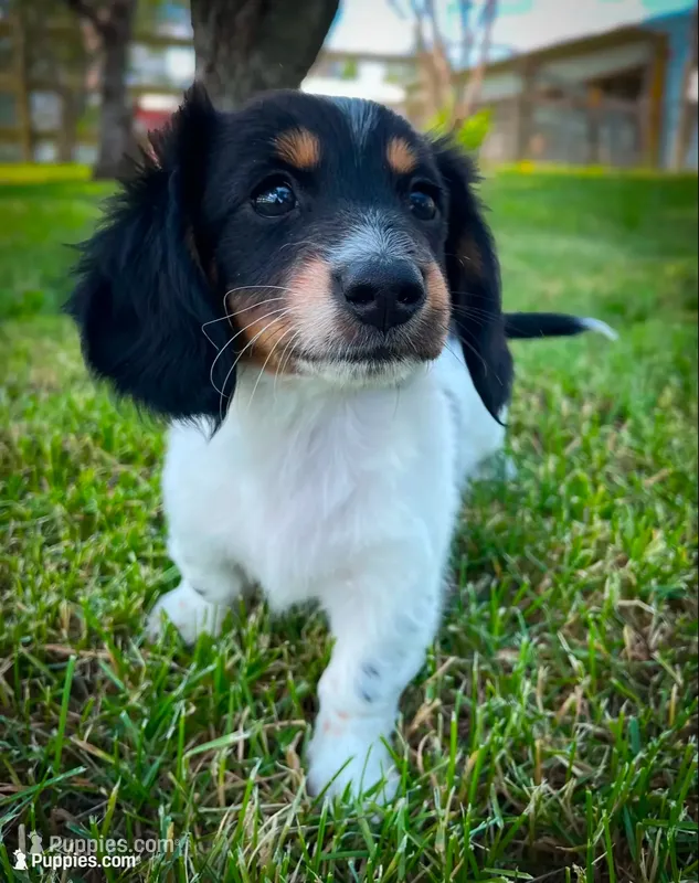 Greta – Miniature Dachshund puppy for sale in Fairbank, IA