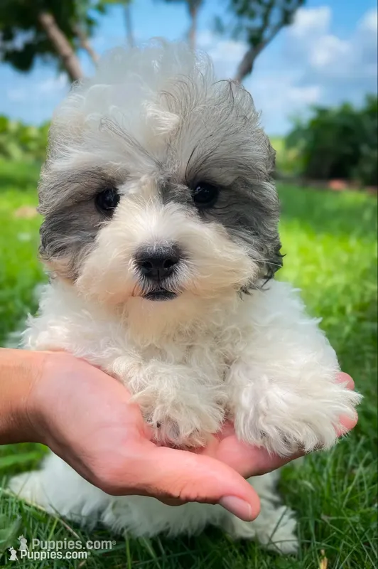 Coco – Shichon puppy for sale in Fairbank, IA