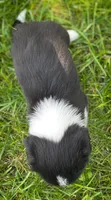 Cookie, a female Pembroke Welsh Corgi and Shih Tzu for sale in Fairbank, IA – 2 of 5