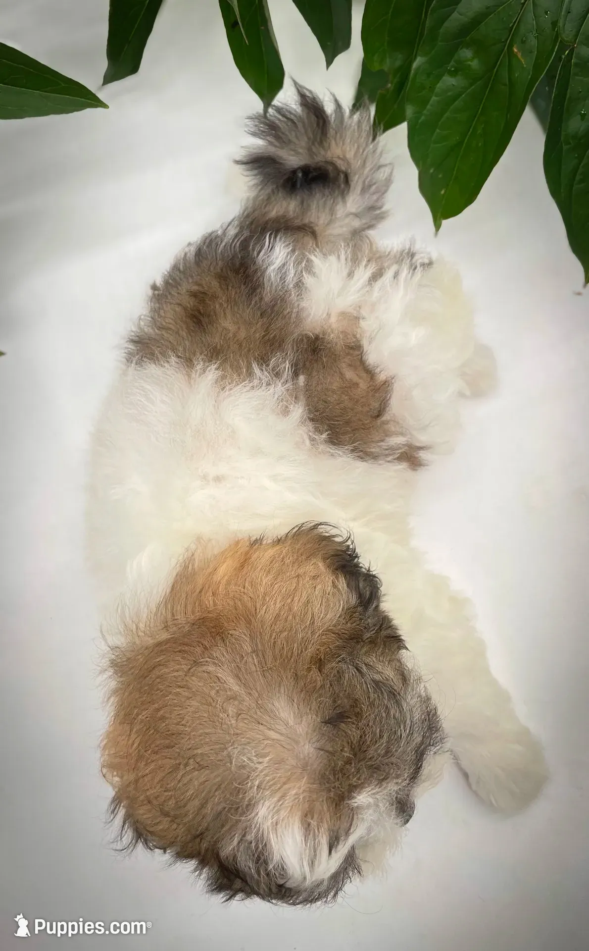 Pebbles , a female Shichon for sale in Fairbank, IA – 2 of 9
