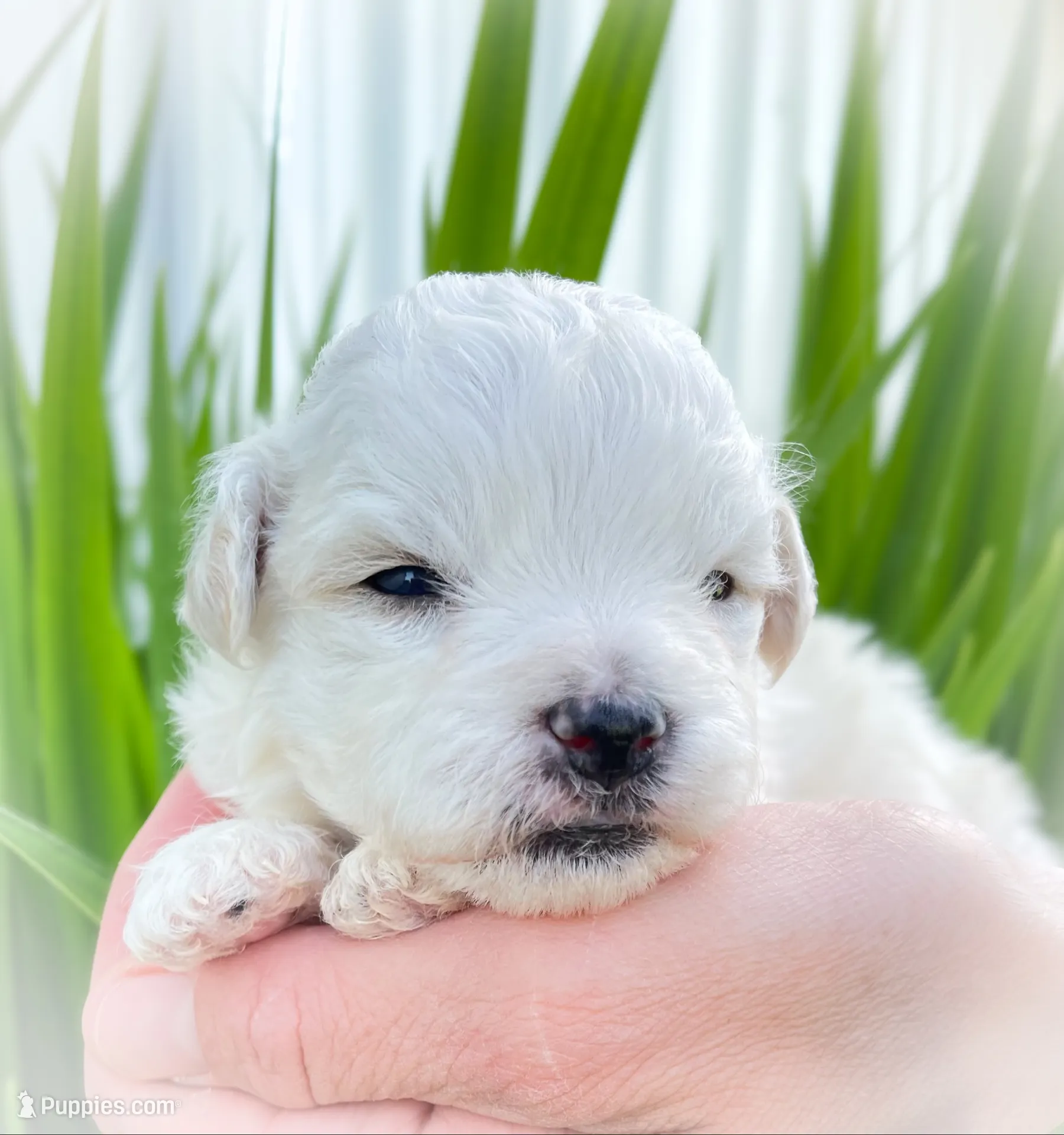 Tucker, a male Shichon for sale in Fairbank, IA – 1 of 4