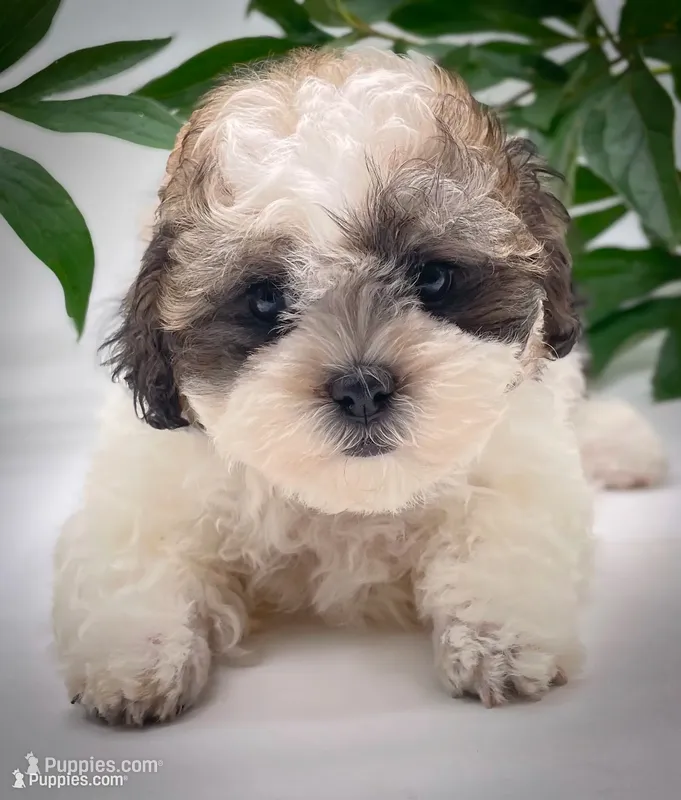 Coco – Shichon puppy for sale in Fairbank, IA