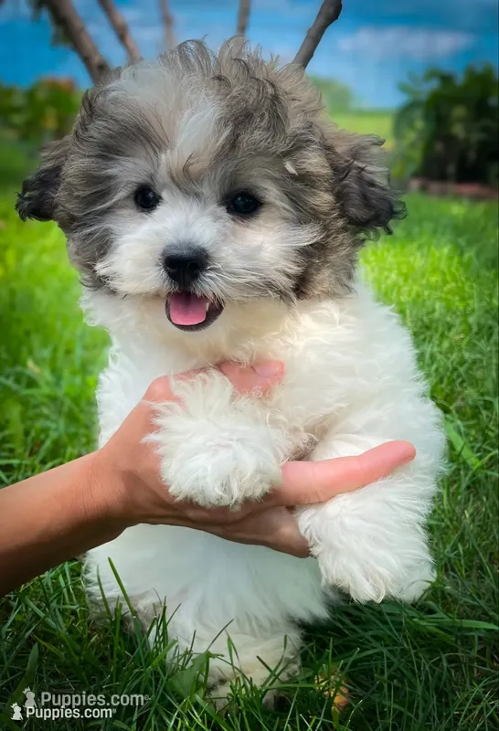 Pebbles  – Shichon puppy for sale in Fairbank, IA