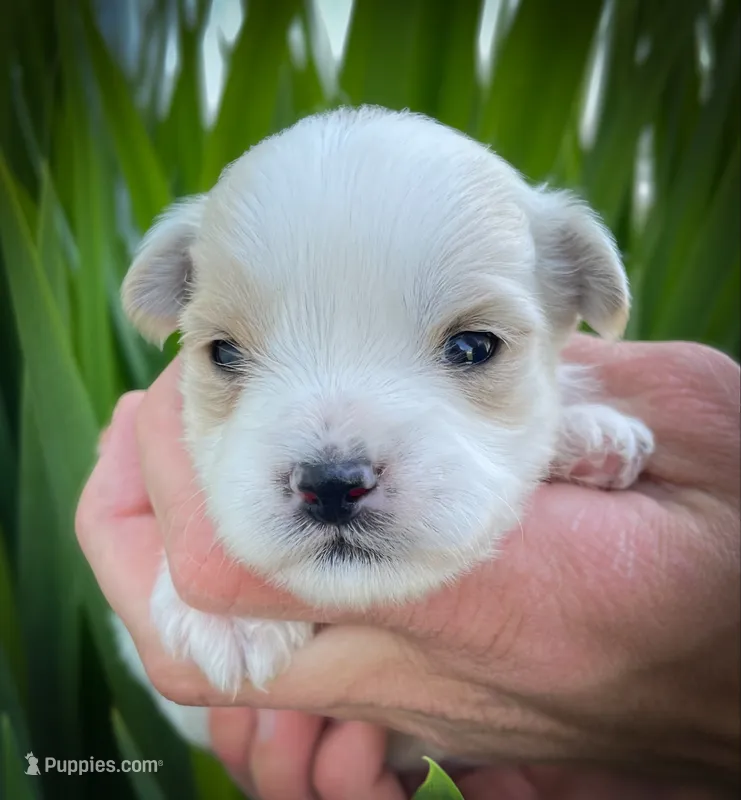 Murphy – Shichon puppy for sale in Fairbank, IA