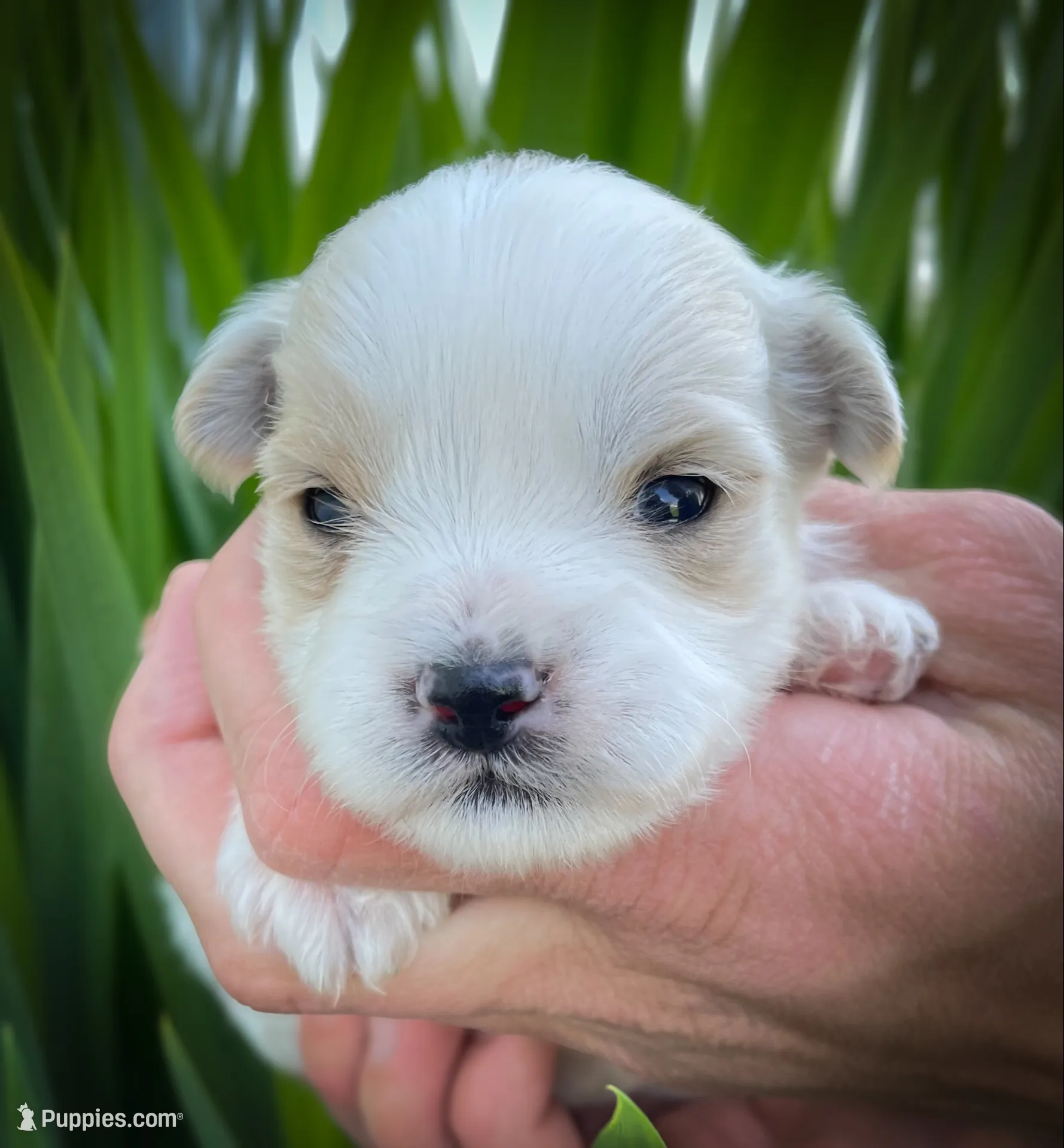 Murphy, a male Shichon for sale in Fairbank, IA – 1 of 4
