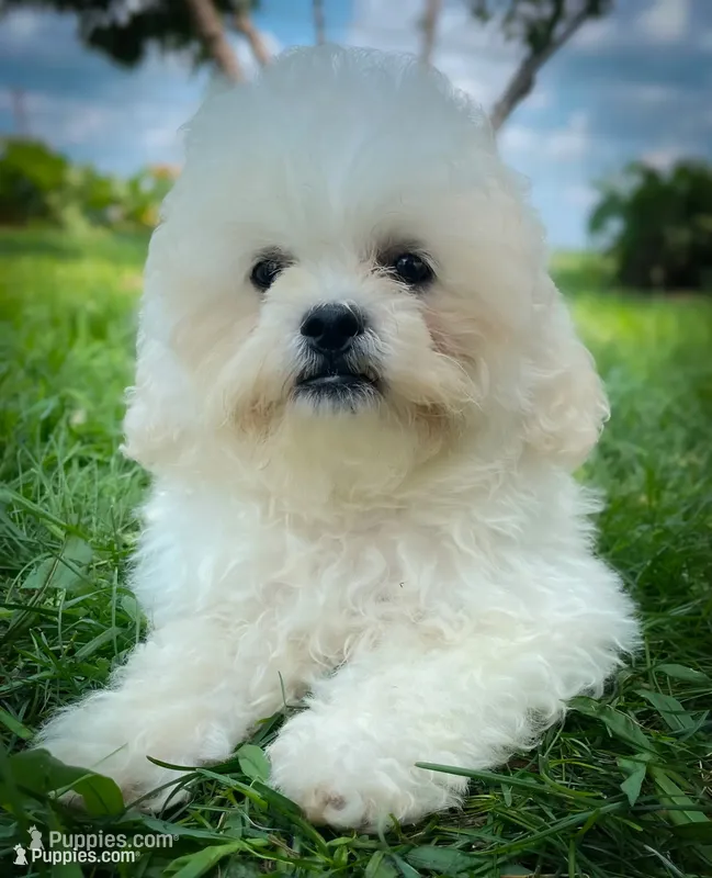 Lola – Shichon puppy for sale in Fairbank, IA