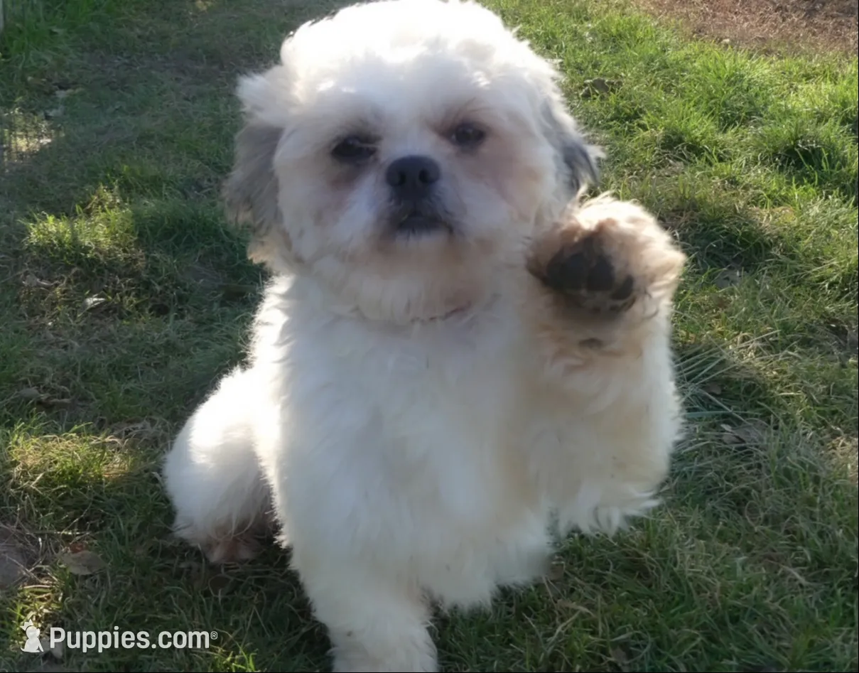 Murphy, a male Shichon for sale in Fairbank, IA – 4 of 4