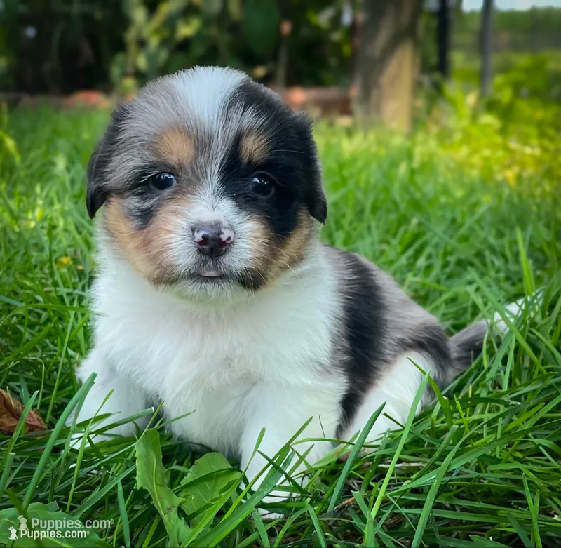 Cinnamon  – Pembroke Welsh Corgi, Shih Tzu puppy for sale in Fairbank, IA