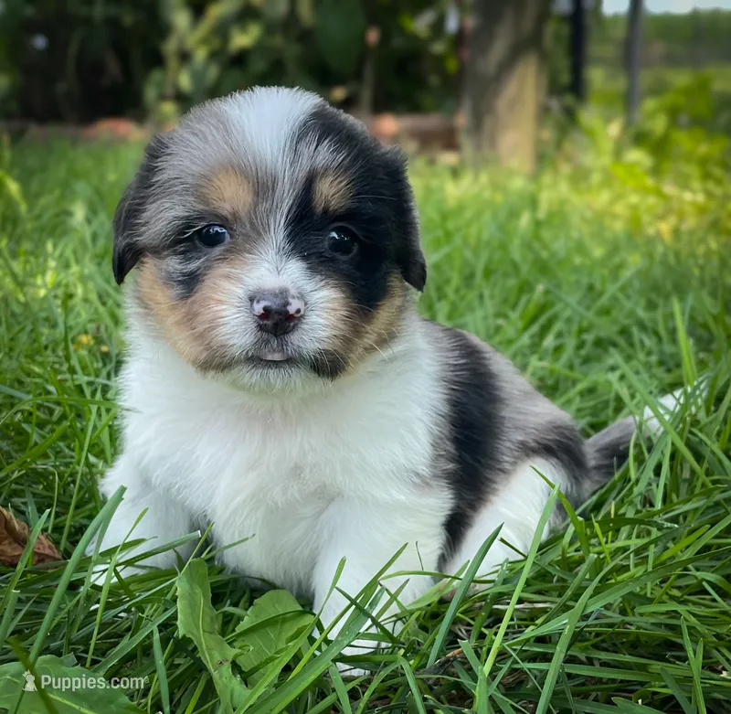 Cinnamon  – Pembroke Welsh Corgi, Shih Tzu puppy for sale in Fairbank, IA