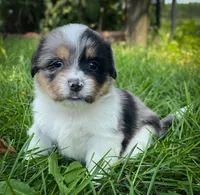 Cinnamon , a female Pembroke Welsh Corgi and Shih Tzu for sale in Fairbank, IA – 1 of 5