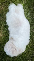 Lola, a female Shichon for sale in Fairbank, IA – 4 of 9