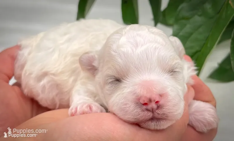 Stanley – Shichon puppy for sale in Fairbank, IA