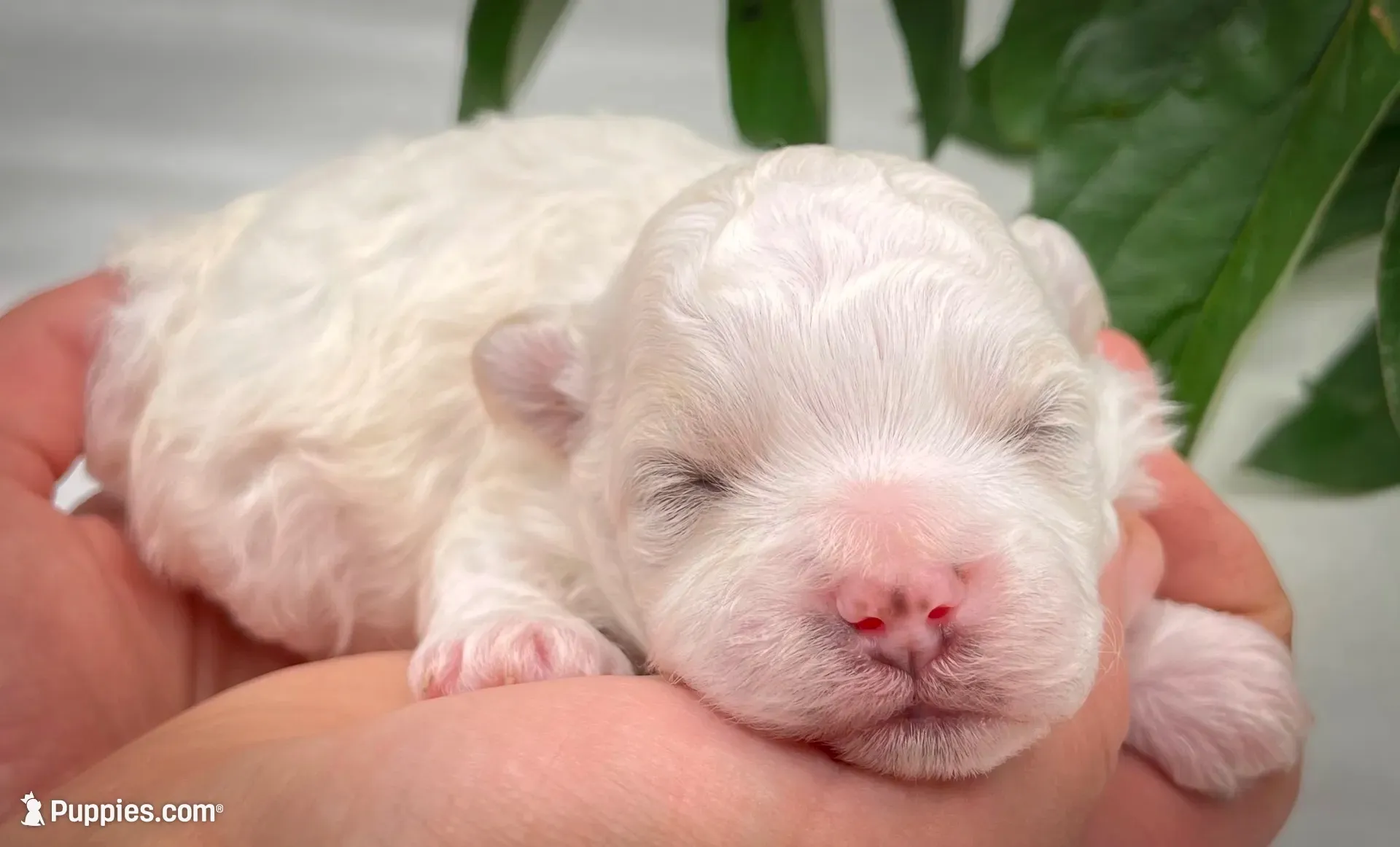 Stanley, a male Shichon for sale in Fairbank, IA – 1 of 4