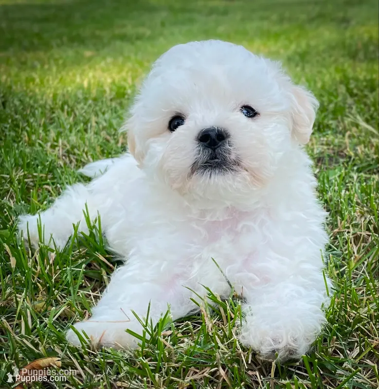 Tucker – Shichon puppy for sale in Fairbank, IA