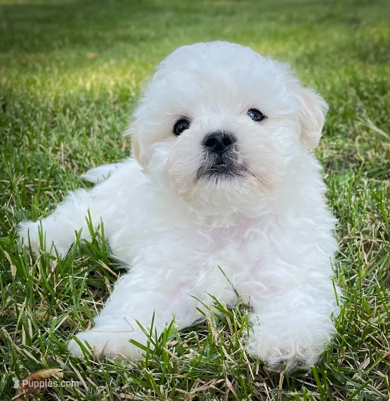 Tucker – Shichon puppy for sale in Fairbank, IA