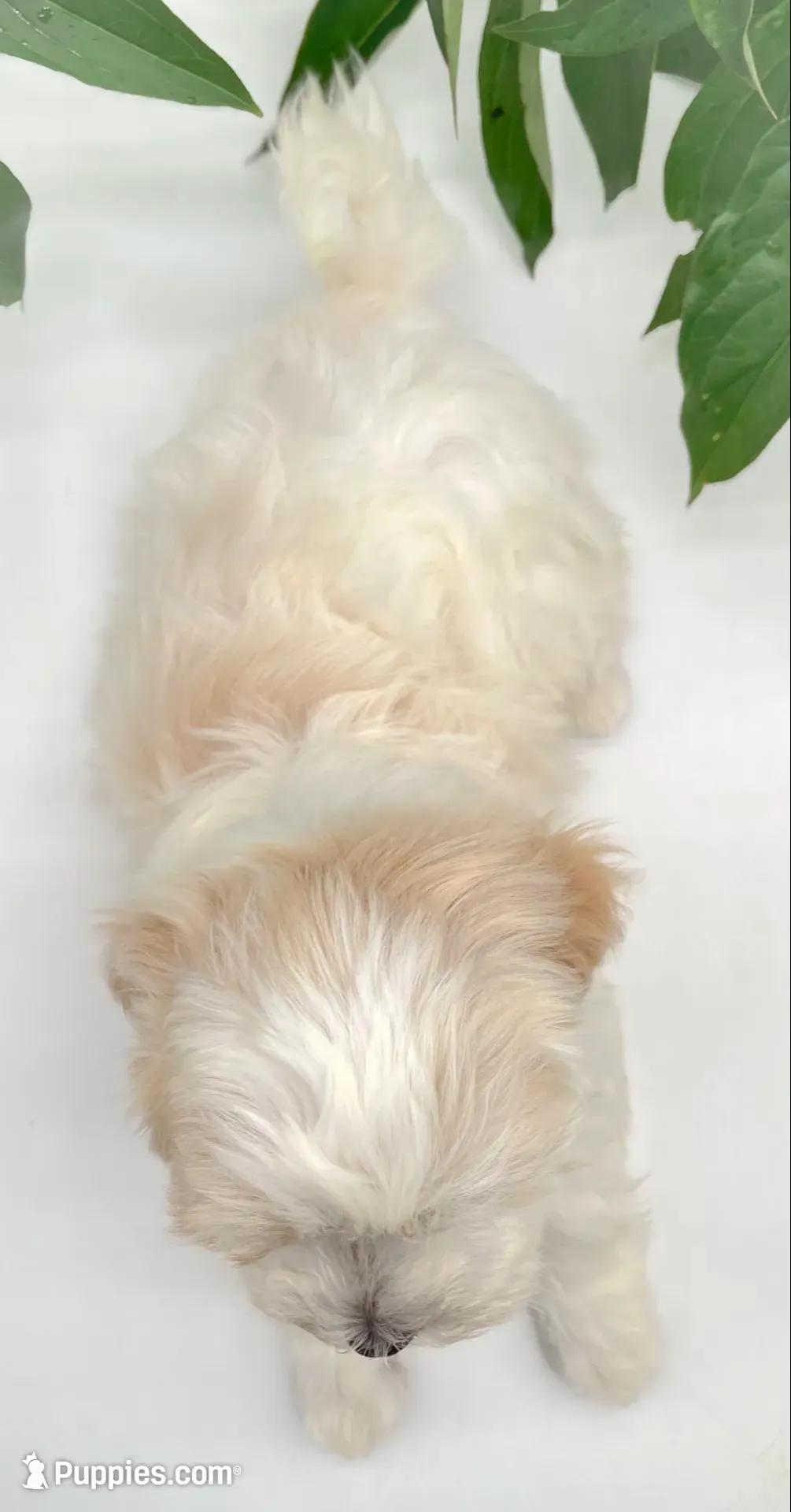 Murphy, a male Shichon for sale in Fairbank, IA – 2 of 9
