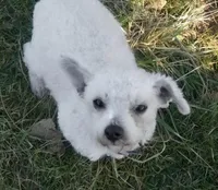 Bear, a male Bichon Frise and Pembroke Welsh Corgi for sale in Fairbank, IA – Photo 3 of 4