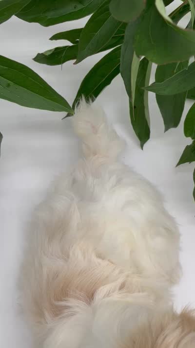 Murphy, a male Shichon for sale in Fairbank, IA – 9 of 9