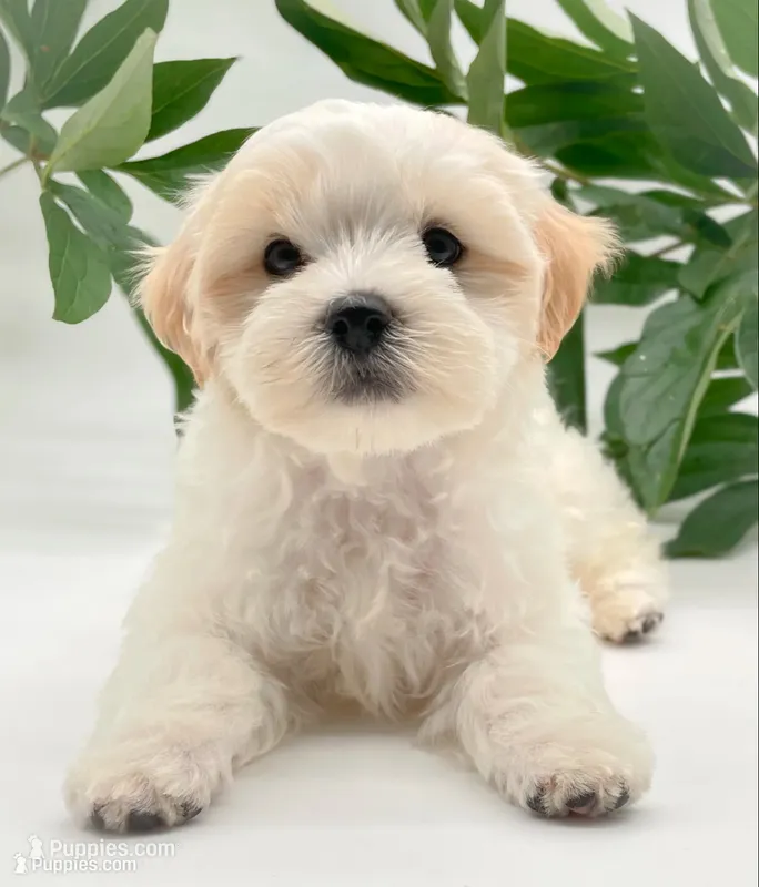 Murphy – Shichon puppy for sale in Fairbank, IA